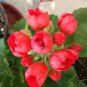 10 Pcs Geranium Dark Red Dense Flowers Bonsai Seeds