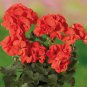 10 Pcs Geranium Dark Red Dense Flowers Bonsai Seeds