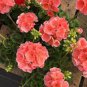 10 Pcs Geranium Rose Red Begonia-like Double Petals Bonsai Perennial Flowers