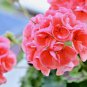 10 Pcs Geranium Rose Red Begonia-like Double Petals Bonsai Perennial Flowers