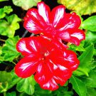 10 Pcs Geranium Rose Red Double Petals with White Stripes Bonsai Perennial Flowers 10 Pcs Geranium Rose Red Double Petals with White Stripes Bonsai Perennial Flowers