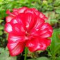 10 Pcs Geranium Rose Red Double Petals with White Stripes Bonsai Perennial Flowers