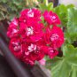 10 Pcs Geranium Rose Red Double Petals with White Stripes Bonsai Perennial Flowers