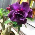 2 Pcs Desert Rose Seeds Plants Exotic Adenium Obesum Bonsai Air Purification Potted