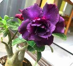 2 Pcs Desert Rose Seeds Plants Exotic Adenium Obesum Bonsai Air Purification Potted