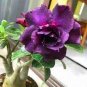 2 Pcs Desert Rose Seeds Plants Exotic Adenium Obesum Bonsai Air Purification Potted