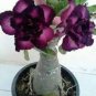 2 Pcs Desert Rose Seeds Plants Exotic Adenium Obesum Bonsai Air Purification Potted