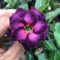 2 Pcs Desert Rose Seeds Plants Exotic Adenium Obesum Bonsai Air Purification Potted
