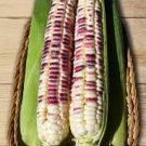 5 Pcs Sheng Li Waxy Corn Seed