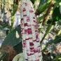 5 Pcs Sheng Li Waxy Corn Seed