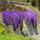 40 Pcs Creeping or Rock Thyme Bonsai CRESS