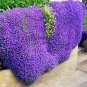 40 Pcs Creeping or Rock Thyme Bonsai CRESS