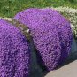 40 Pcs Creeping or Rock Thyme Bonsai CRESS