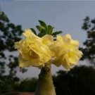 2 Pcs Desert Rose Seeds Yellow Double Flowers