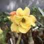 2 Pcs Desert Rose Seeds Yellow Double Flowers