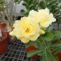 2 Pcs Desert Rose Seeds Yellow Double Flowers