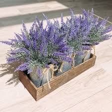 15 Pcs Lavender Potted Plants