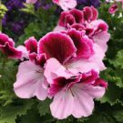 10 Pcs Geranium 'Martha Washington' Mixed Redish Black and Pink Purple