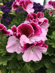 10 Pcs Geranium 'Martha Washington' Mixed Redish Black and Pink Purple