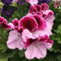 10 Pcs Geranium 'Martha Washington' Mixed Redish Black and Pink Purple