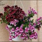 10 Pcs Geranium 'Martha Washington' Mixed Redish Black and Pink Purple