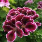 10 Pcs Geranium 'Martha Washington' Mixed Redish Black and Pink Purple