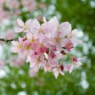 10 Pcs Bonsai Tree Japanese Sakura Seed Rare Japanese Cherry Blossoms Flowers