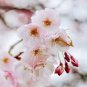 10 Pcs Bonsai Tree Japanese Sakura Seed Rare Japanese Cherry Blossoms Flowers