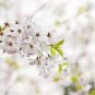 10 Pcs Bonsai Tree Japanese Sakura Seed Rare Japanese Cherry Blossoms Flowers