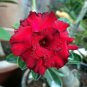 2 Pcs Dark Red Desert Rose Seeds 6-Layer Damask Adenium Flowers