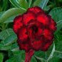 2 Pcs Dark Red Desert Rose Seeds 6-Layer Damask Adenium Flowers