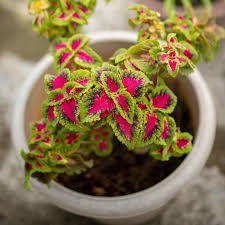 100 Pcs Coleus Seeds Colorseeds Seeds
