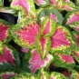 100 Pcs Coleus Seeds Colorseeds Seeds