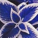 100 Pcs Coleus Black/Blue