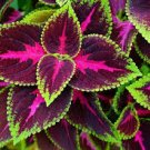 100 Pcs Coleus King Kong Seeds
