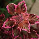 100 Pcs Red Coleus Flower Seeds Colorful 100 Pcs Red Coleus Flower Seeds Colorful