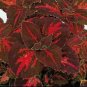100 Pcs Red Coleus Flower Seeds Colorful