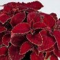 100 Pcs Red Coleus Flower Seeds Colorful