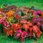100 Pcs Mixed Coleus Flower Seeds Colorful
