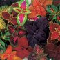 100 Pcs Mixed Coleus Flower Seeds Colorful