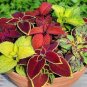100 Pcs Mixed Coleus Flower Seeds Colorful