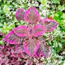 100 Pcs Coleus Flower Seeds Rose Pinkish Reish Brown Colors