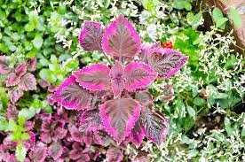 100 Pcs Coleus Flower Seeds Rose Pinkish Reish Brown Colors