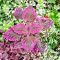 100 Pcs Coleus Flower Seeds Rose Pinkish Reish Brown Colors