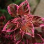 100 Pcs Coleus Flower Seeds Rose Pinkish Reish Brown Colors