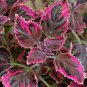 100 Pcs Coleus Flower Seeds Rose Pinkish Reish Brown Colors
