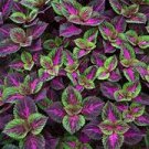 100 Pcs Coleus Flower Seeds Purple Green Bi-color Spider Shaped 100 Pcs Coleus Flower Seeds Purple Green Bi-color Spider Shaped