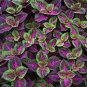 100 Pcs Coleus Flower Seeds Purple Green Bi-color Spider Shaped