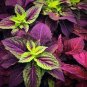 100 Pcs Coleus Flower Seeds Purple Green Bi-color Spider Shaped
