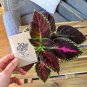 100 Pcs Coleus Flower Seeds Purple Green Bi-color Spider Shaped